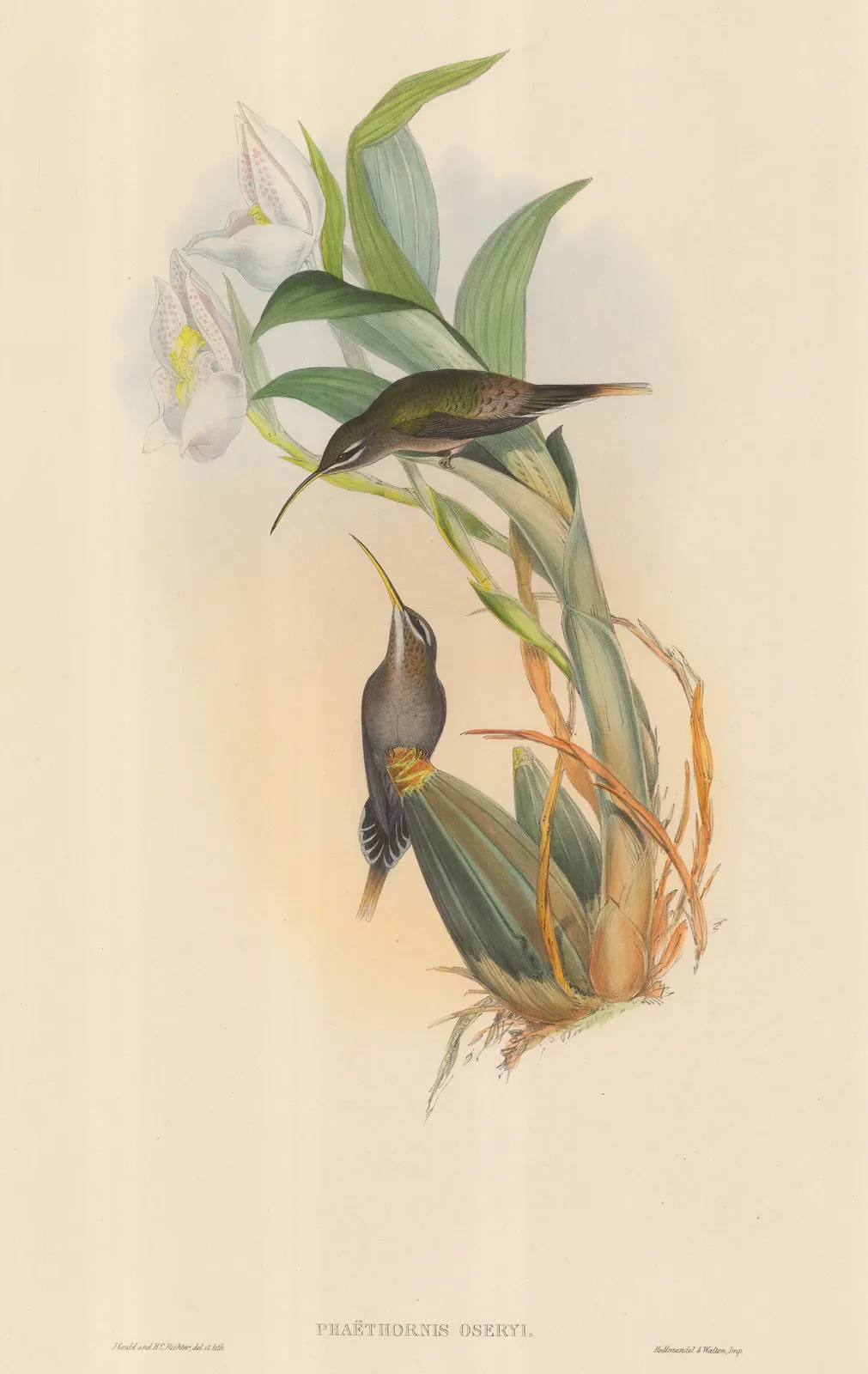 John Gould, Hummingbird - White-bearded Hermit Hummingbird, 1850 c.
