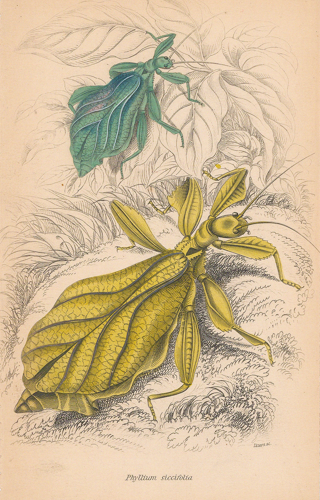 Sir William Jardine, Insects - Leaf insect, 1843