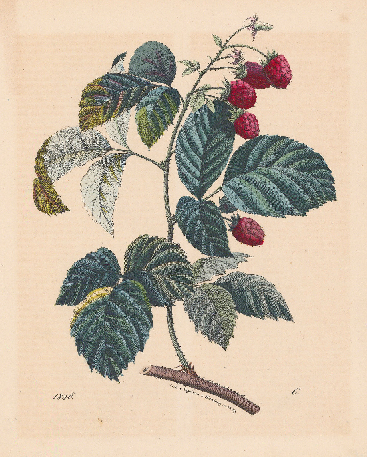 Carl Hoffmann, Raspberry, 1846