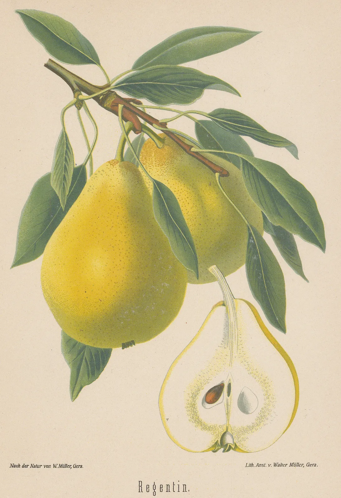 Rudolph Goethe, Pear - Passe Colmar Pear, 1885