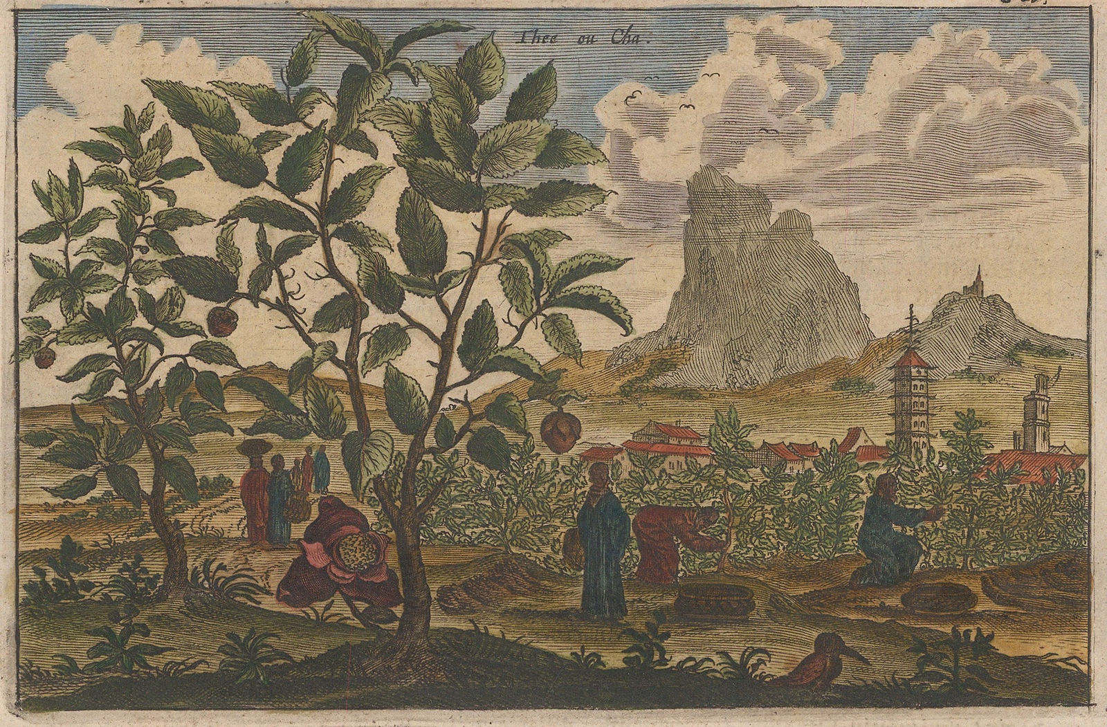 Johan Nieuhoff, Tea, 1660 c.