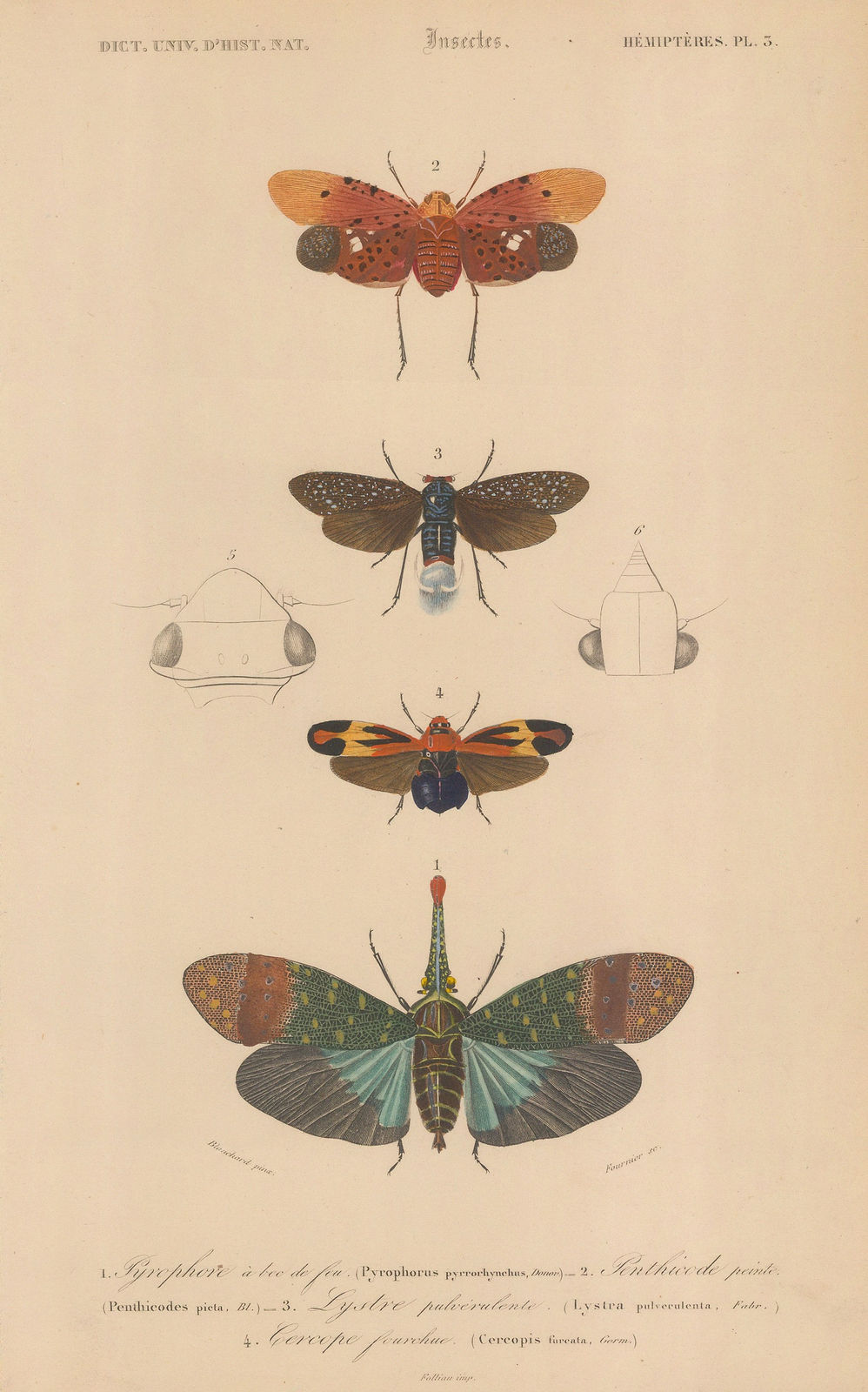 Charles d'Orbigny, Insects - Hoppers and Lanternflies, 1849