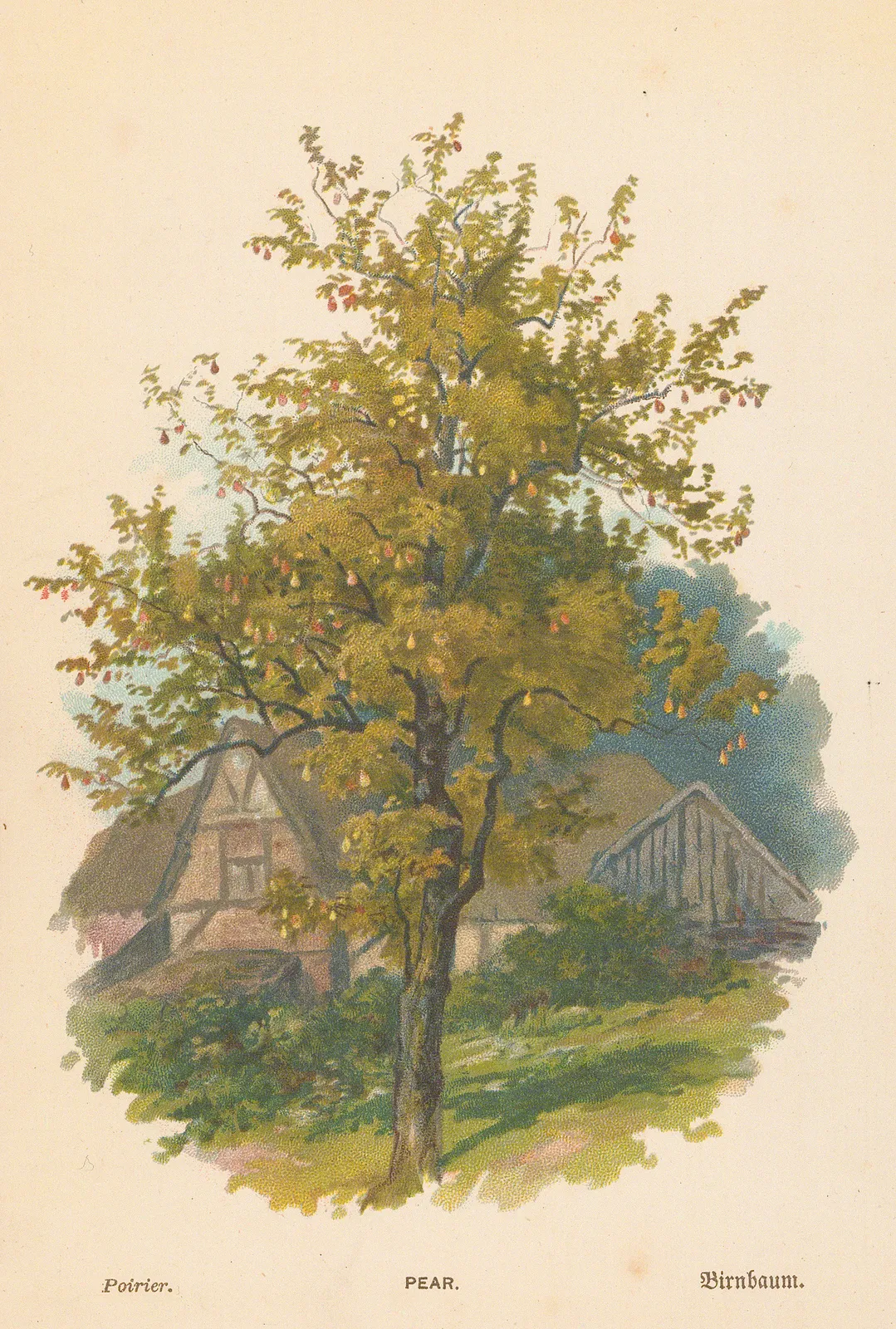 George Boulger, Pear Tree, 1875