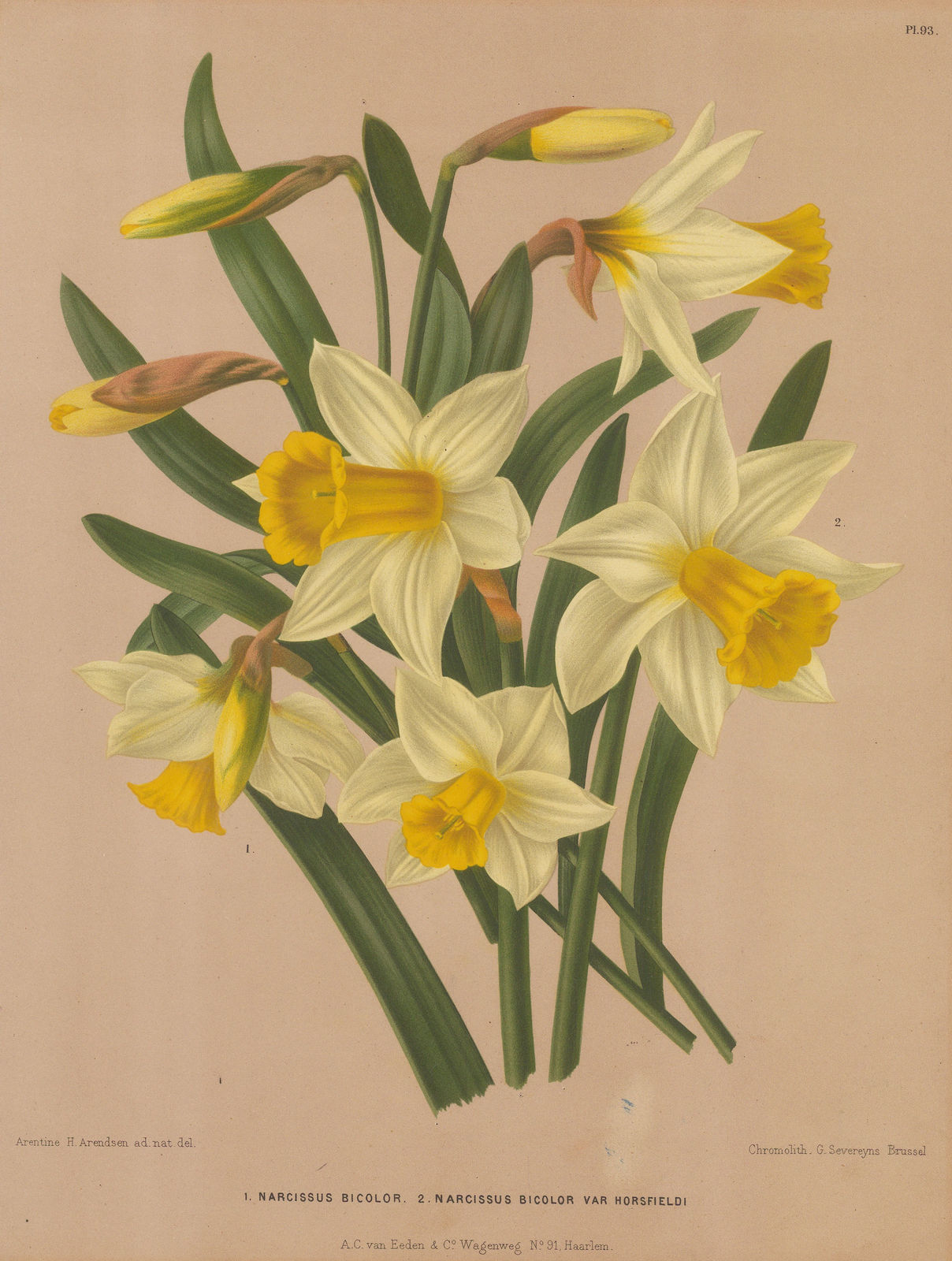 A.C. Van Eeden, Narcissus, 1880