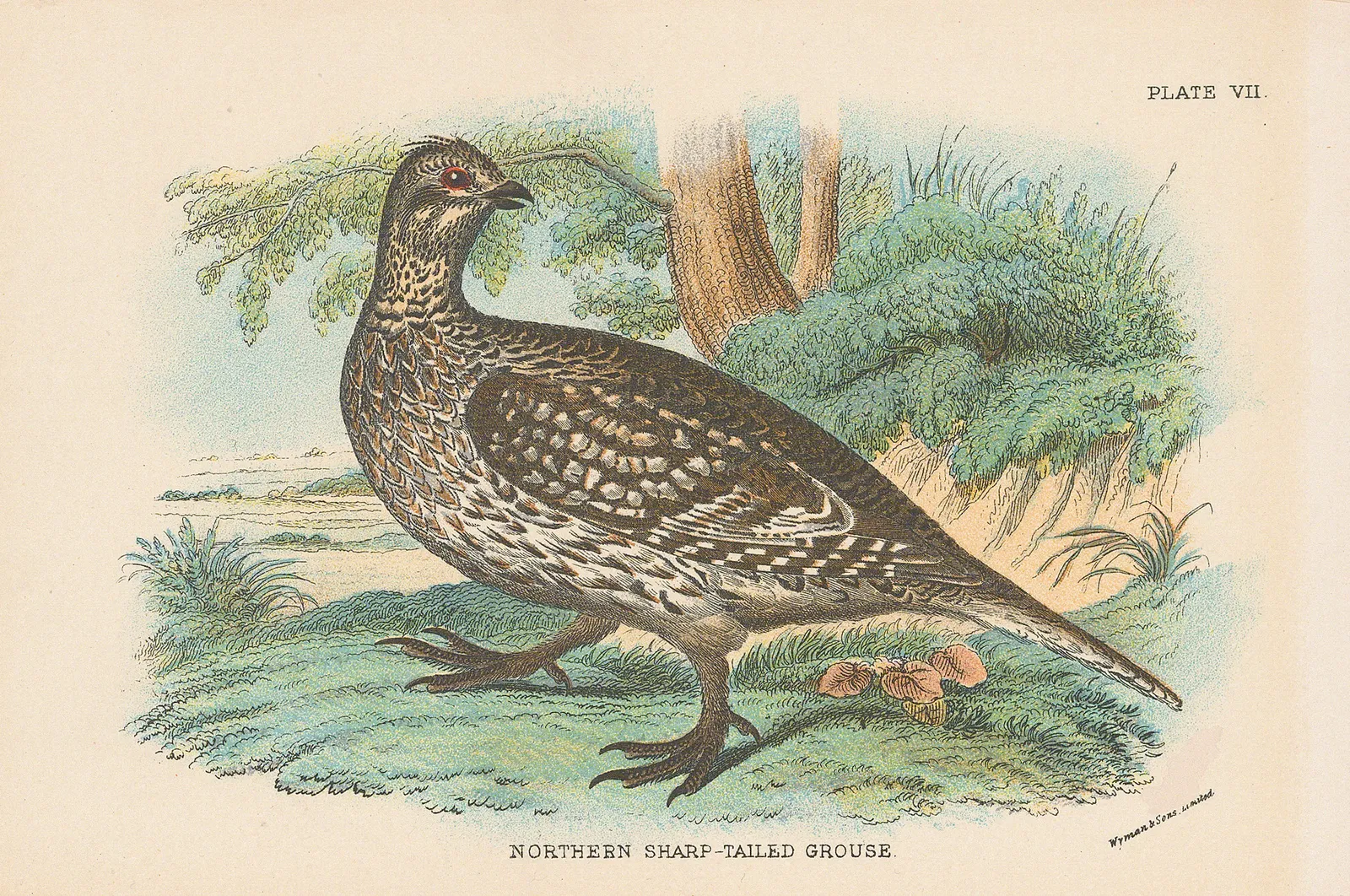 Wyman & Sons, Shooting - Grouse, 1890 c.