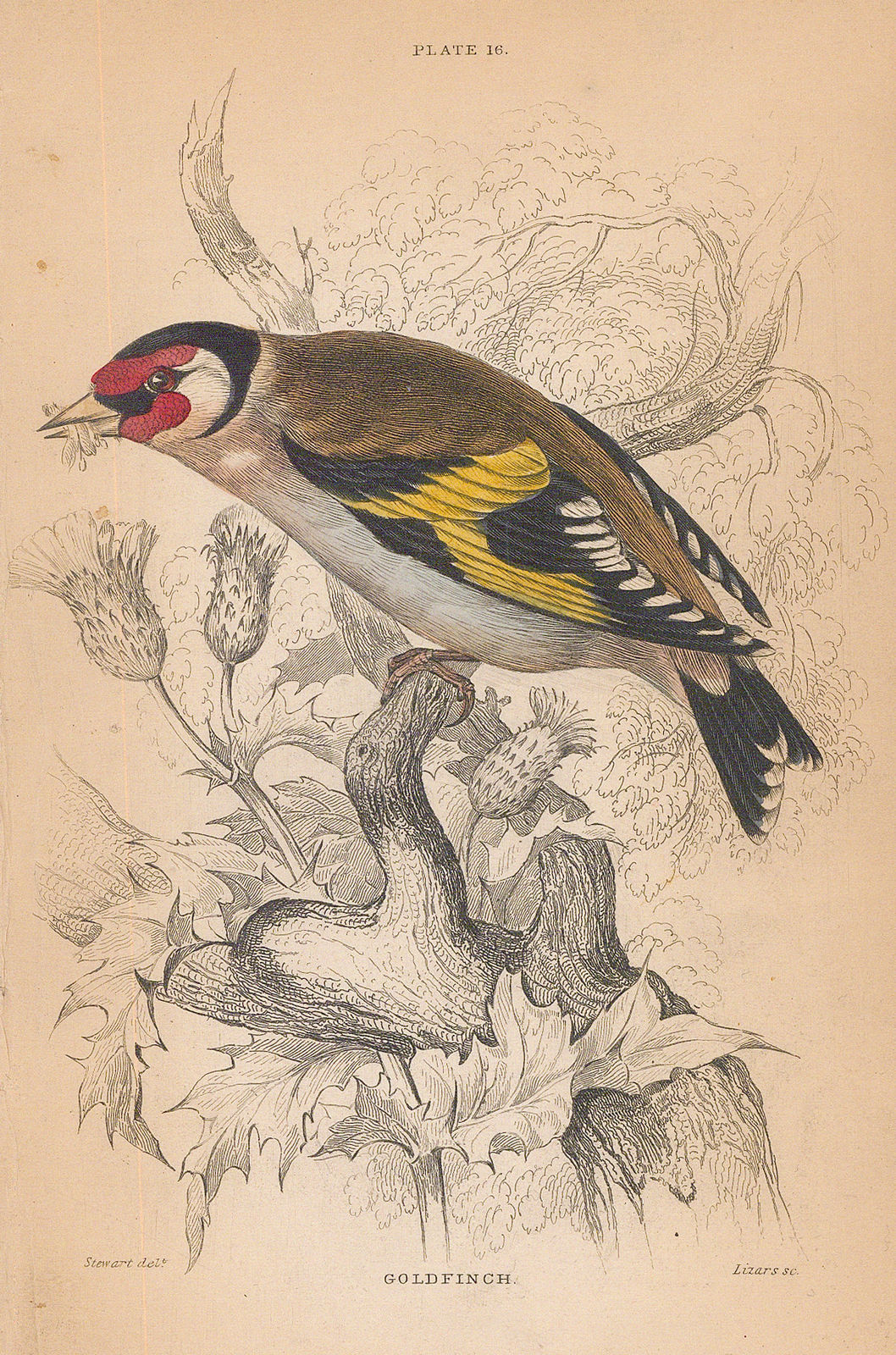 Sir William Jardine, Finch - Goldfinch, 1866