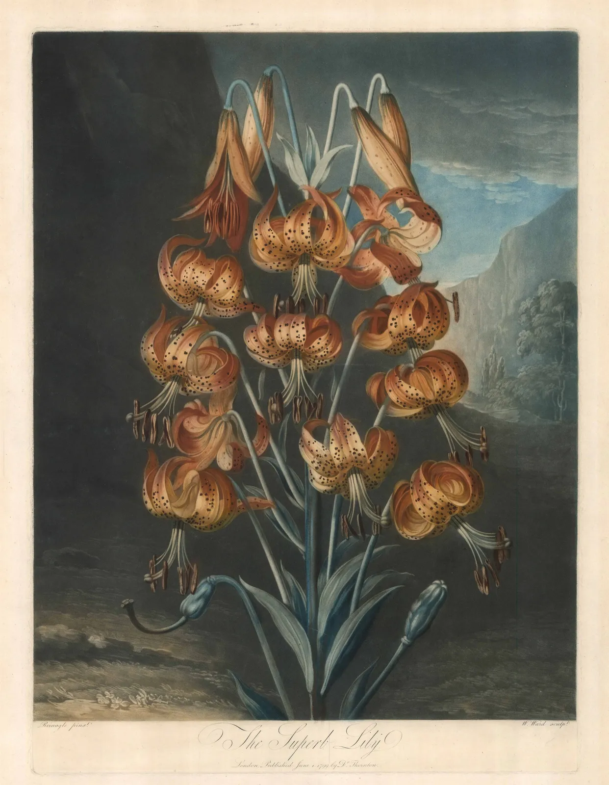 Dr. Robert Thornton, Lily - The Superb Lily, 1799