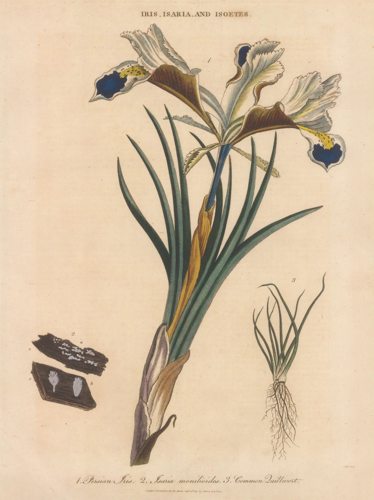 John Wilkes, Iris - Persian Iris, 1812