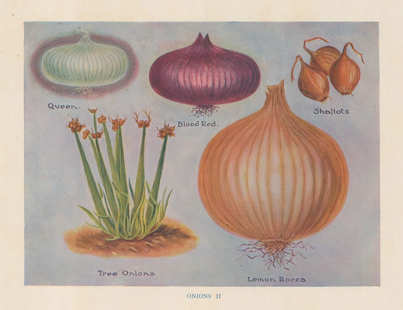 John Wright, Vegetables - Onions II, 1890