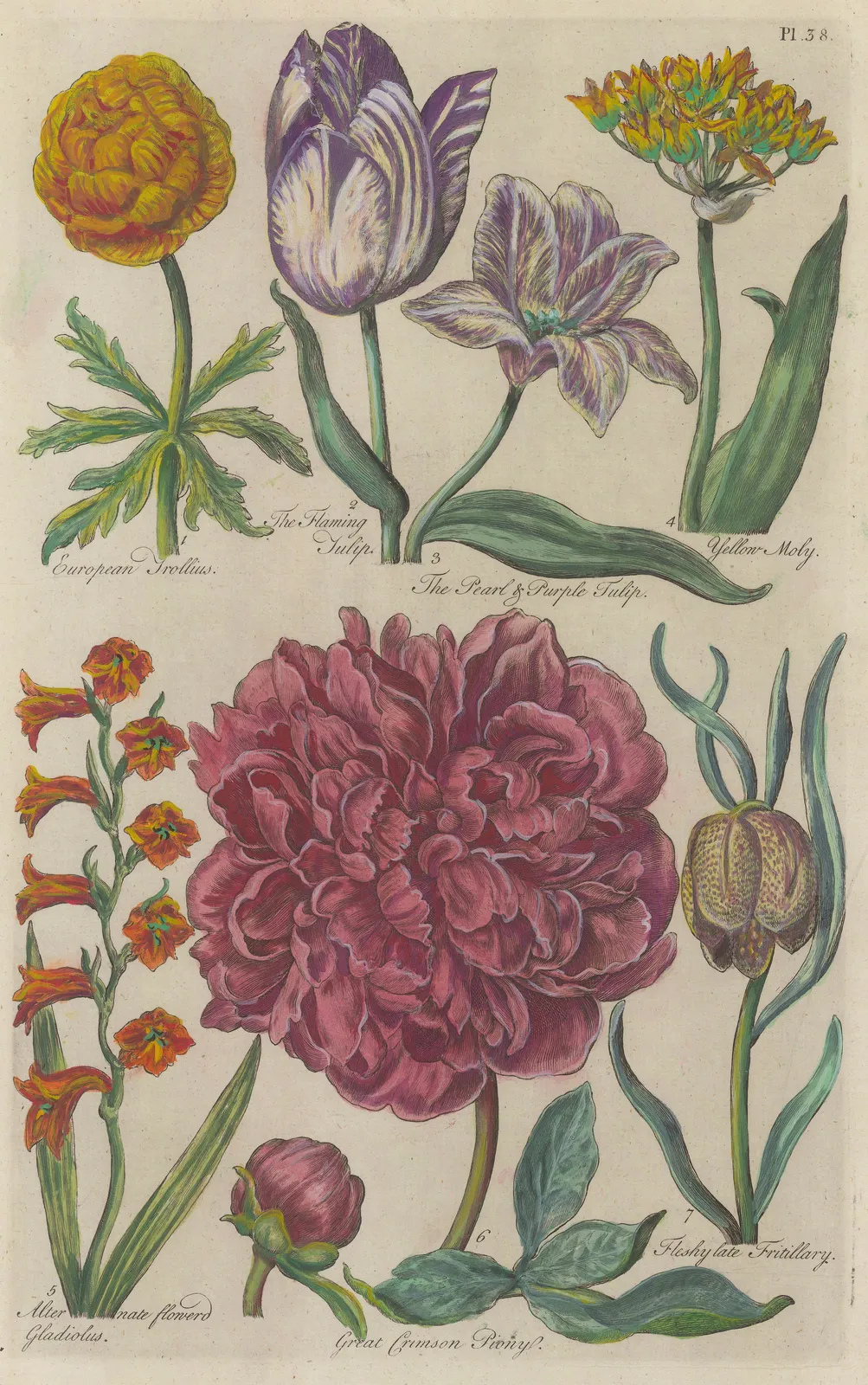 John Hill, Varieties - Framed, 1757