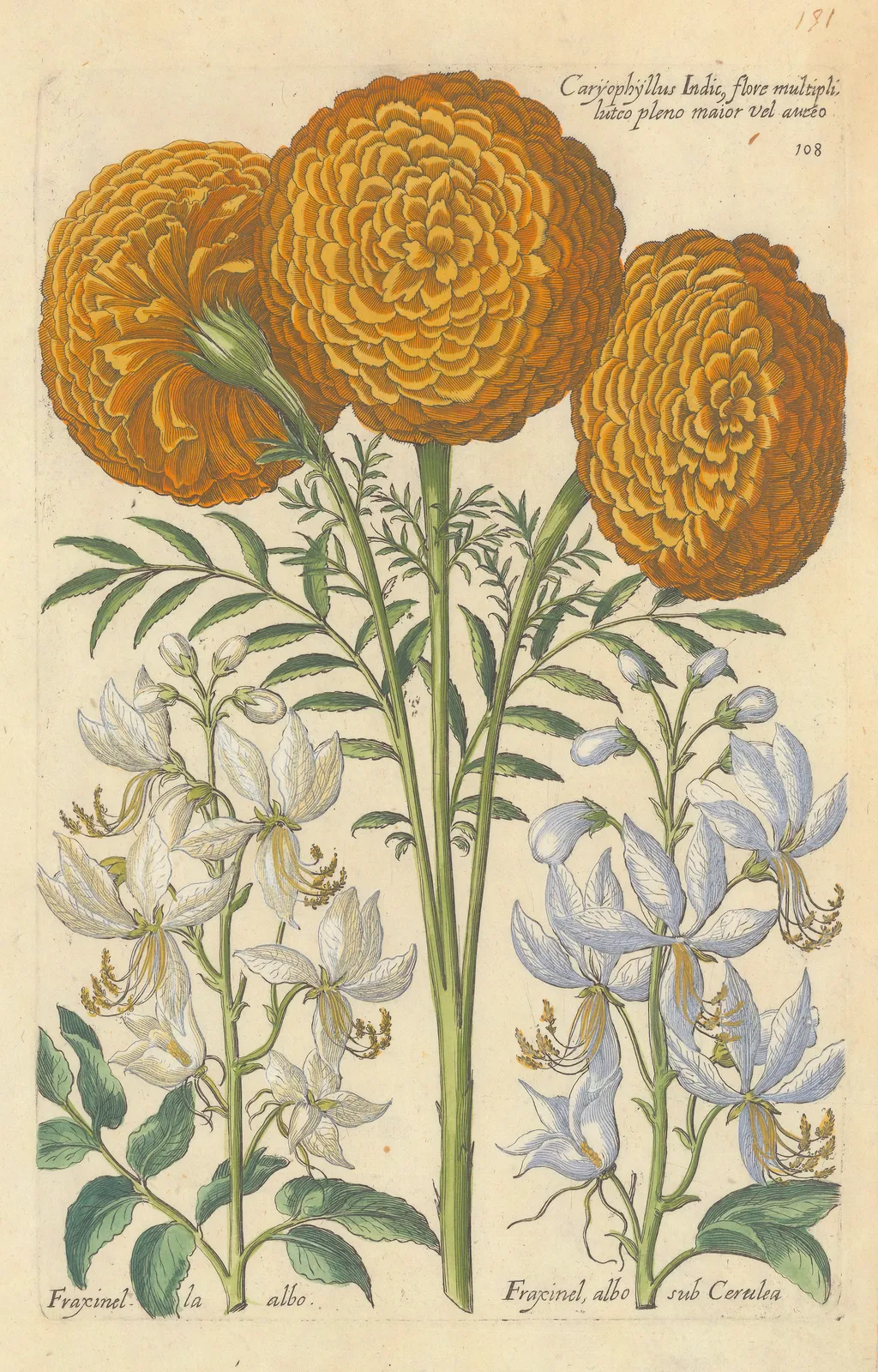 Theodore De Bry, Marigold - African Marigold, 1640 c.