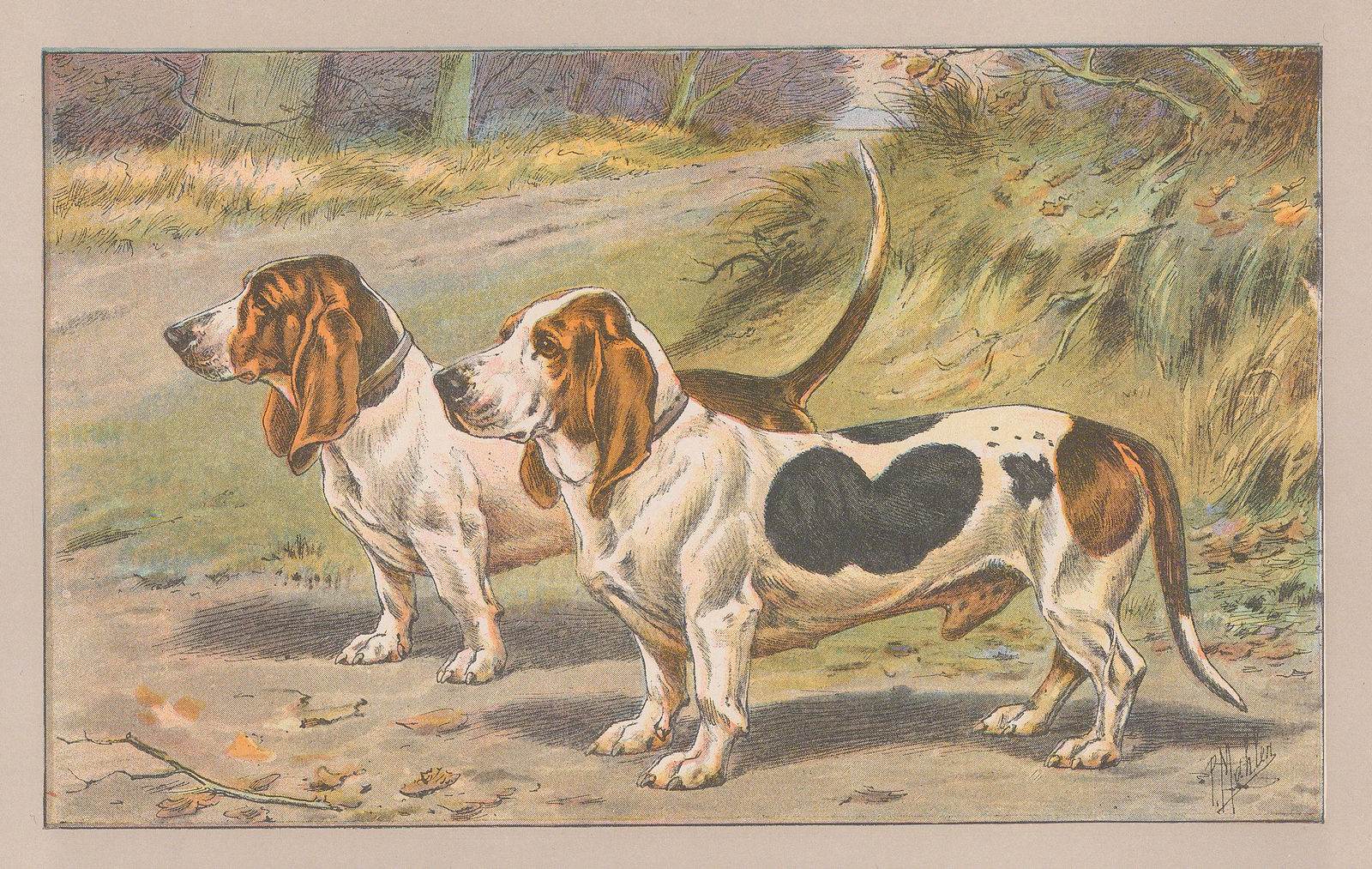 Paul Mahler, Dog - Basset Hound, 1907