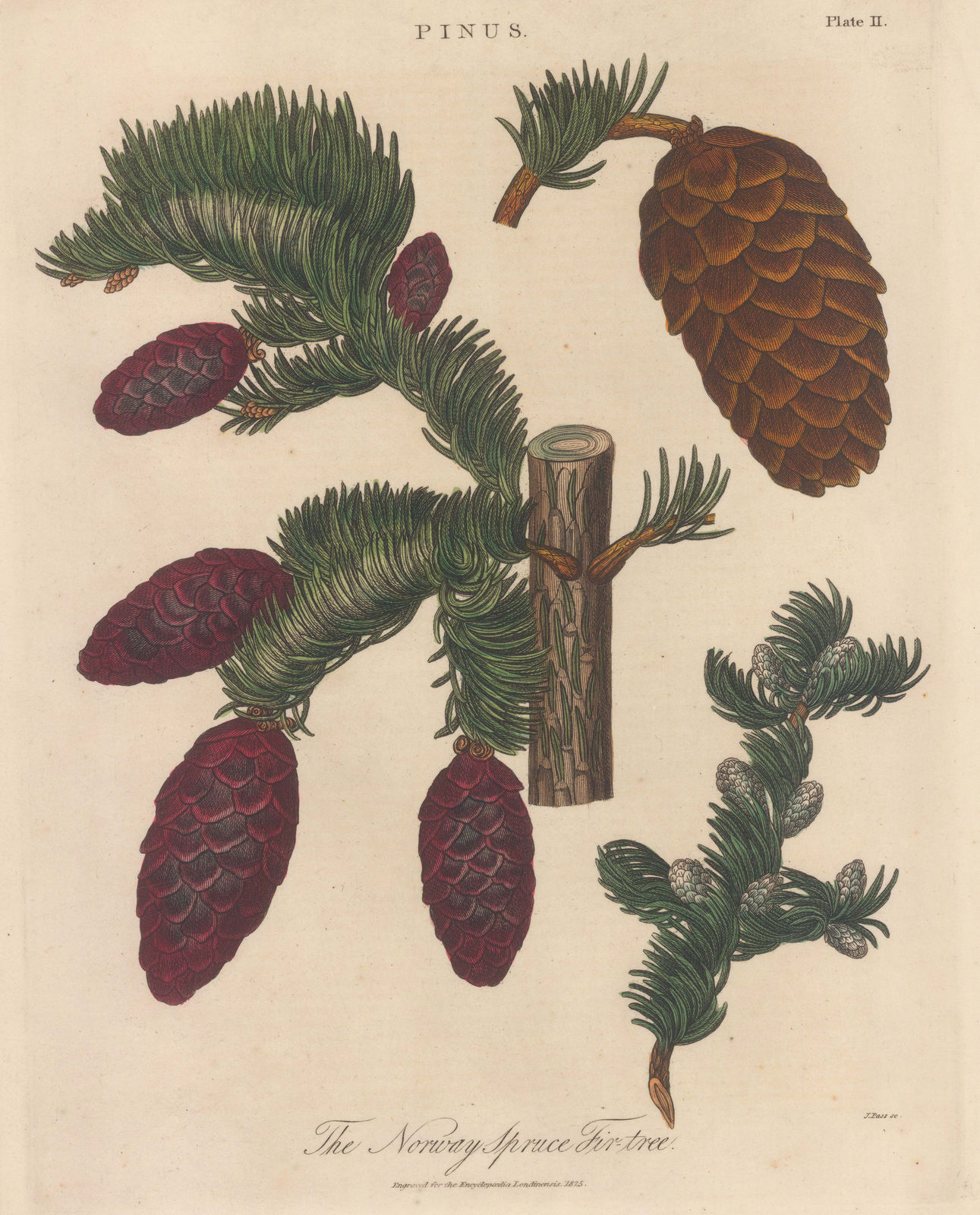 John Wilkes, Spruce Tree, 1825