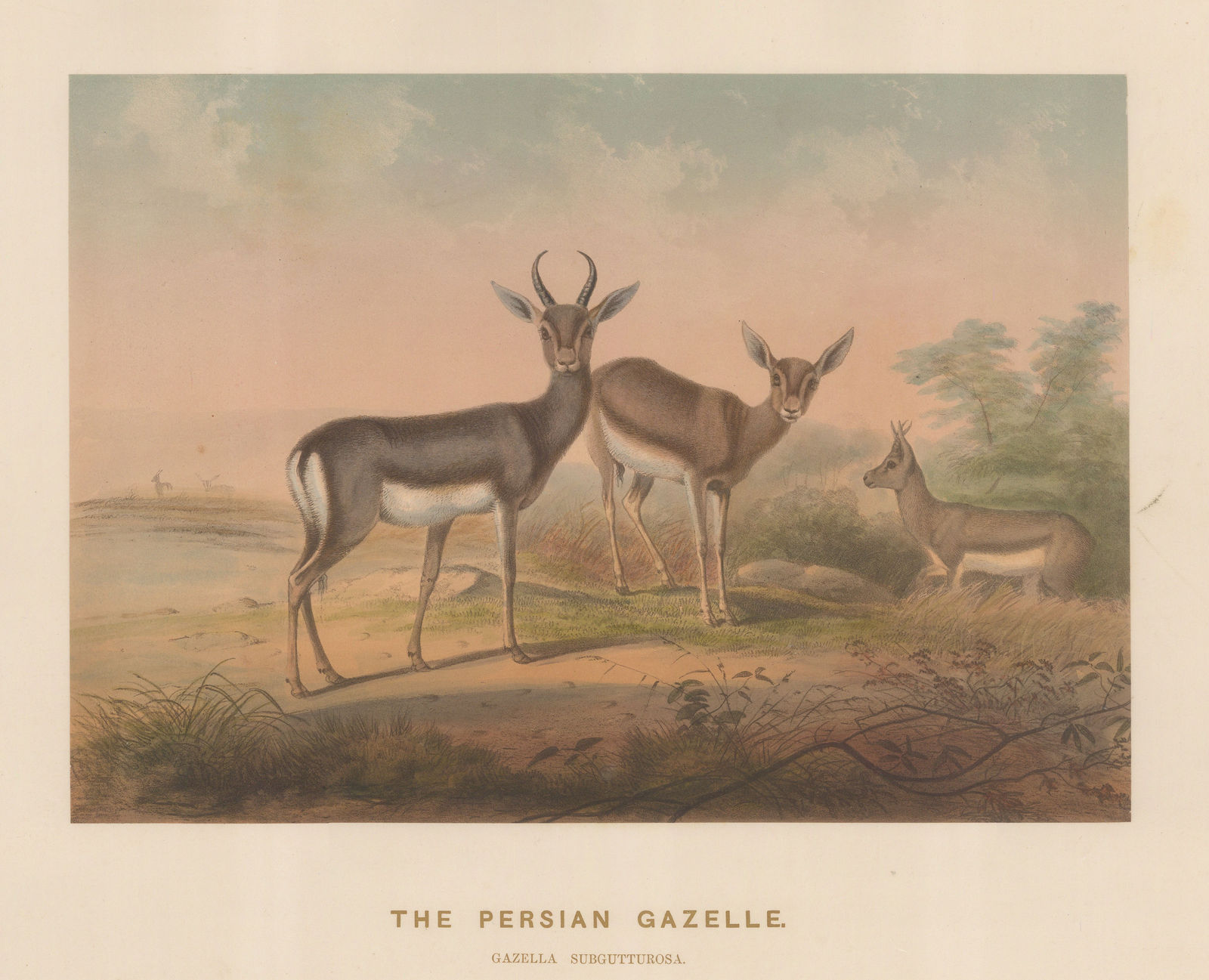 Joseph Wolf, Gazelle - Persian Gazelle, 1861