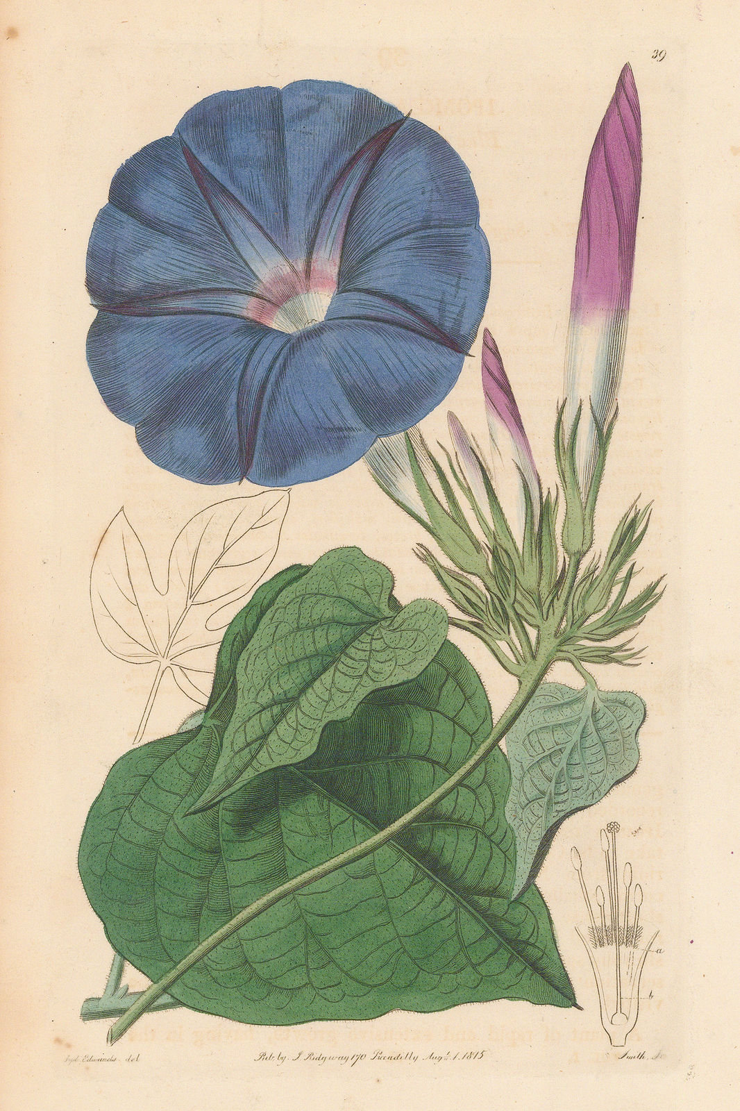 Botanical Register, Morning Glory, 1815