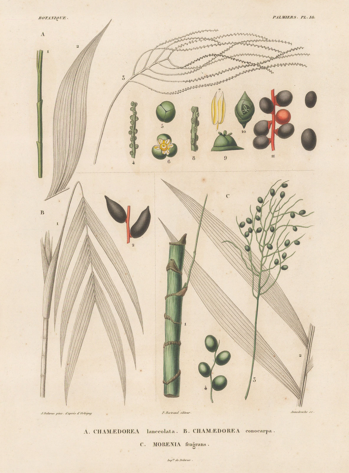 Alcide d'Orbigny, Palm, 1847