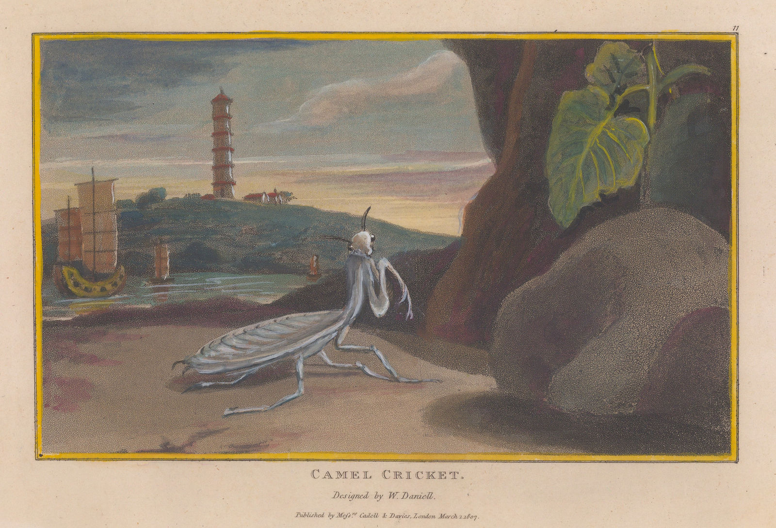 William Daniell, Insects - Camel Cricket, 1807