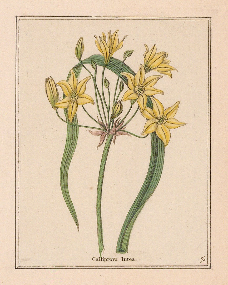 Benjamin Maund, Golden Star, 1832 c