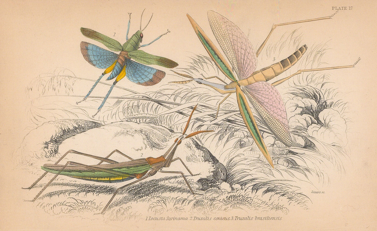 Sir William Jardine, Insects - Grasshoppers, 1840