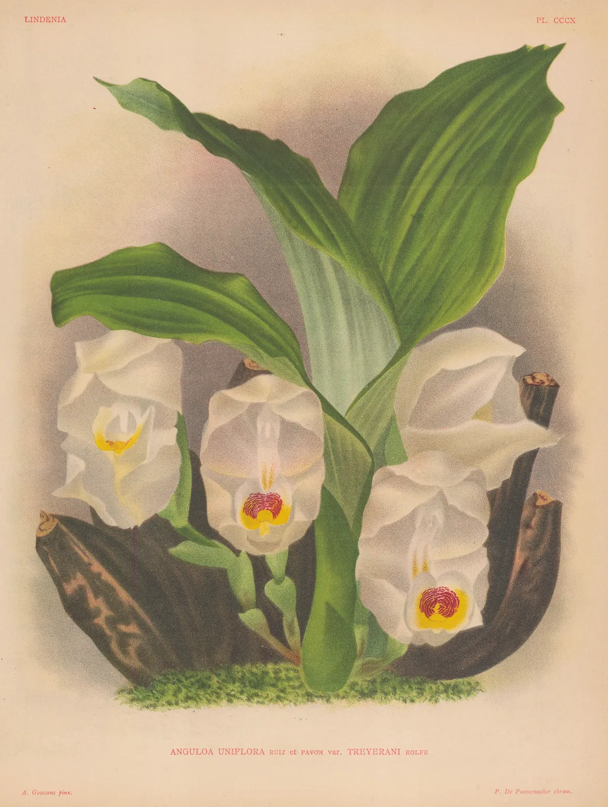 Jean Jules & Lucien Linden, Orchid - Swaddled Babies Orchid Hybrid, 1892