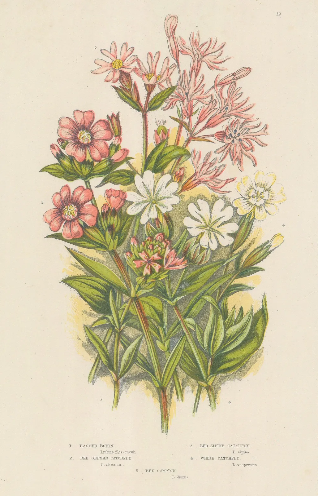 Anne Pratt, Varieties of Catchfly and Campion, 1870 c.