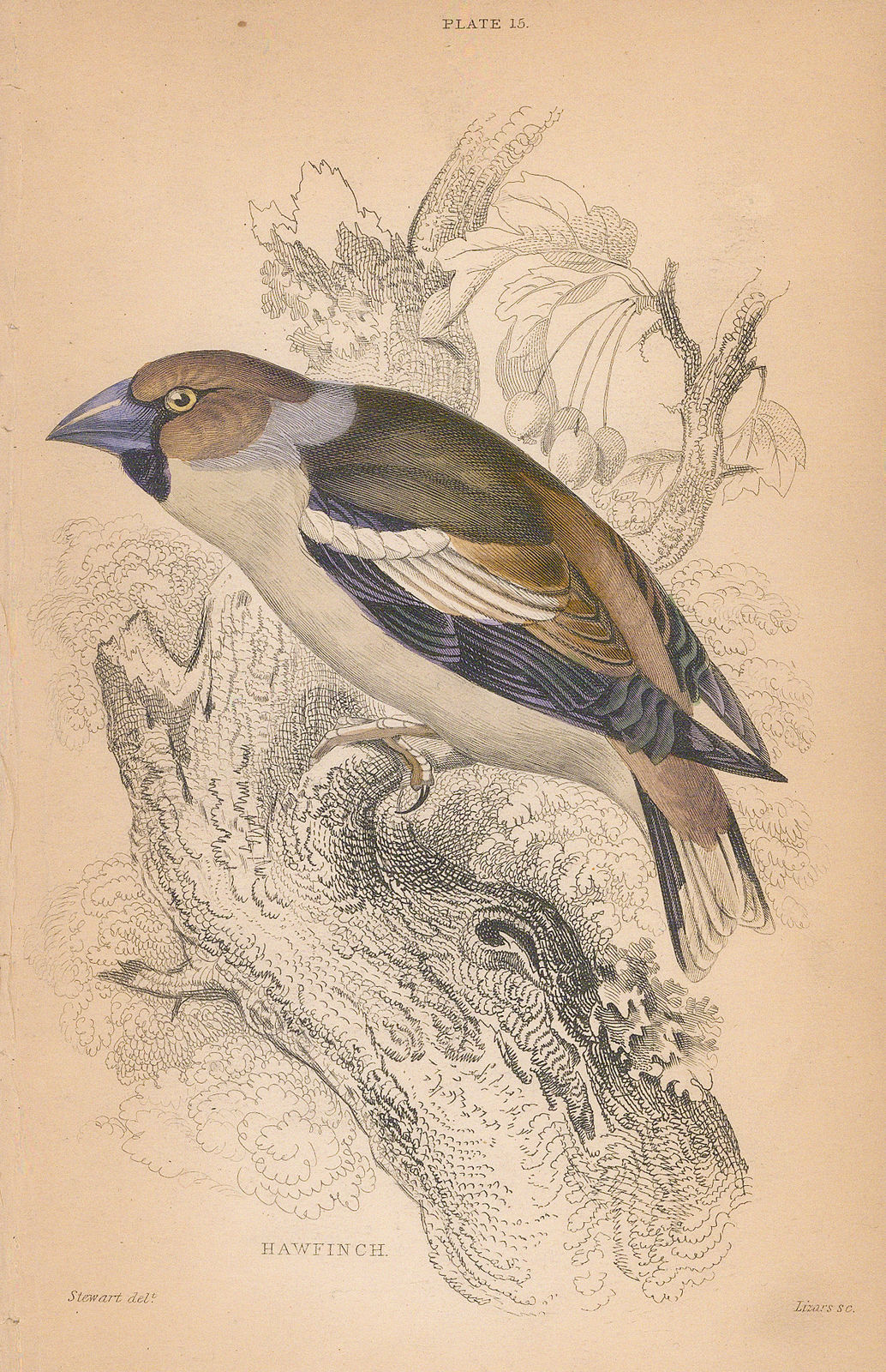 Sir William Jardine, Finch - Hawfinch, 1866