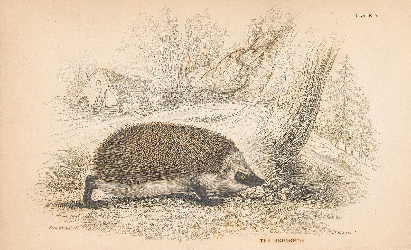 Sir William Jardine, Hedgehog - European Hedgehog, 1838