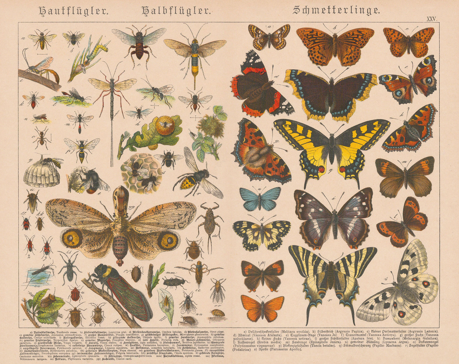 Gotthilf von Schubert, Butterflies and Moths, 1886