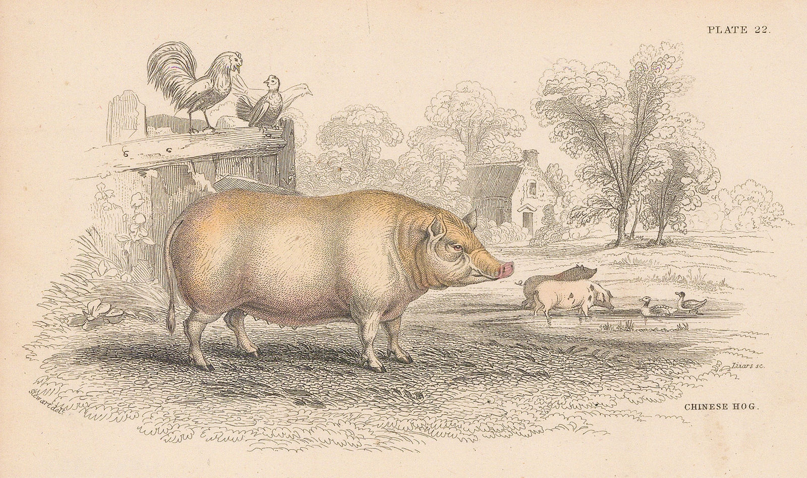 Sir William Jardine, Pig - Chinese hog, 1836