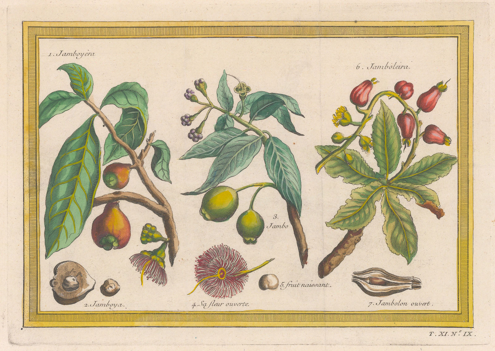 Jacques-Nicolas Bellin, Water Apples, 1753