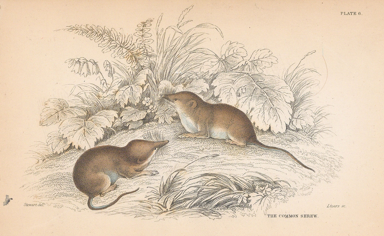 Sir William Jardine, DUP of NATHISp9250 Shrew - Common shrew, 1838