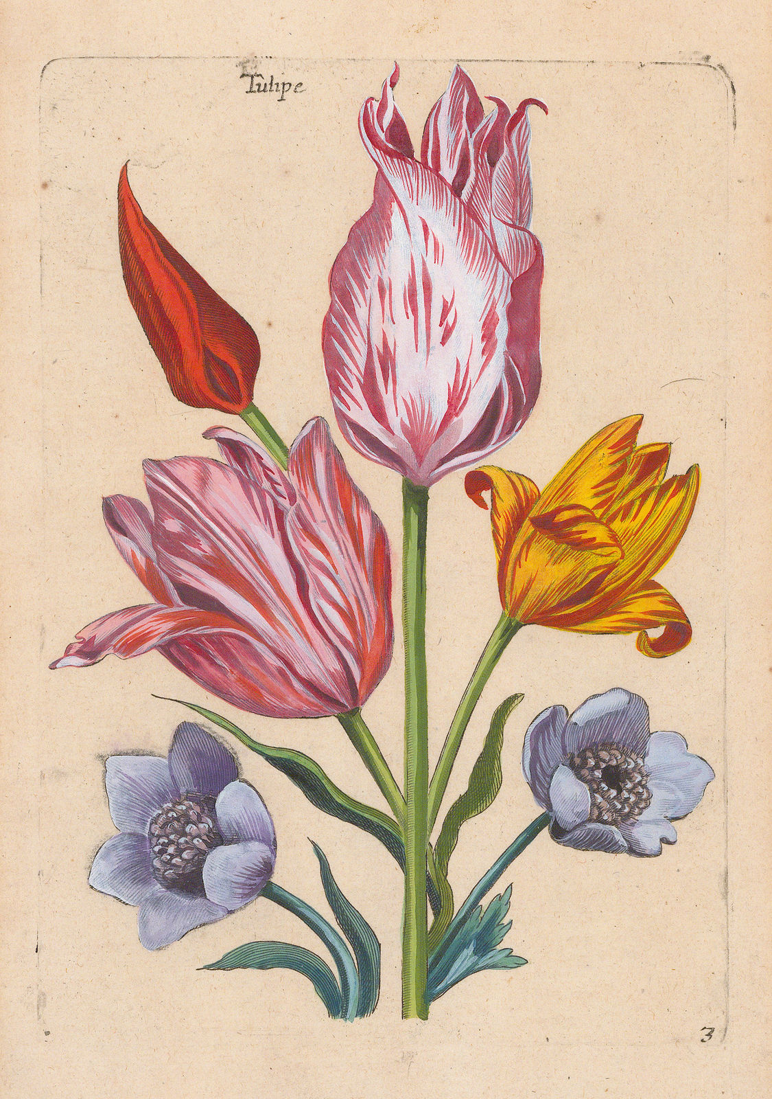 Theodore De Bry, Tulips, 1620 c.