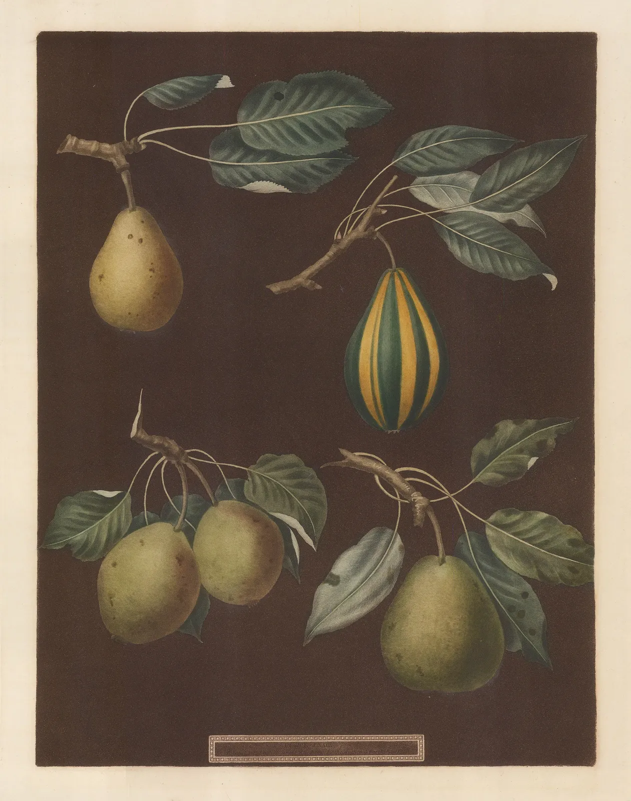 George Brookshaw, Pear - Varieties, 1812 c.