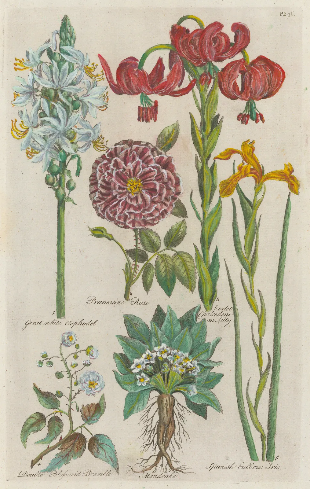 John Hill, Varieties, 1757