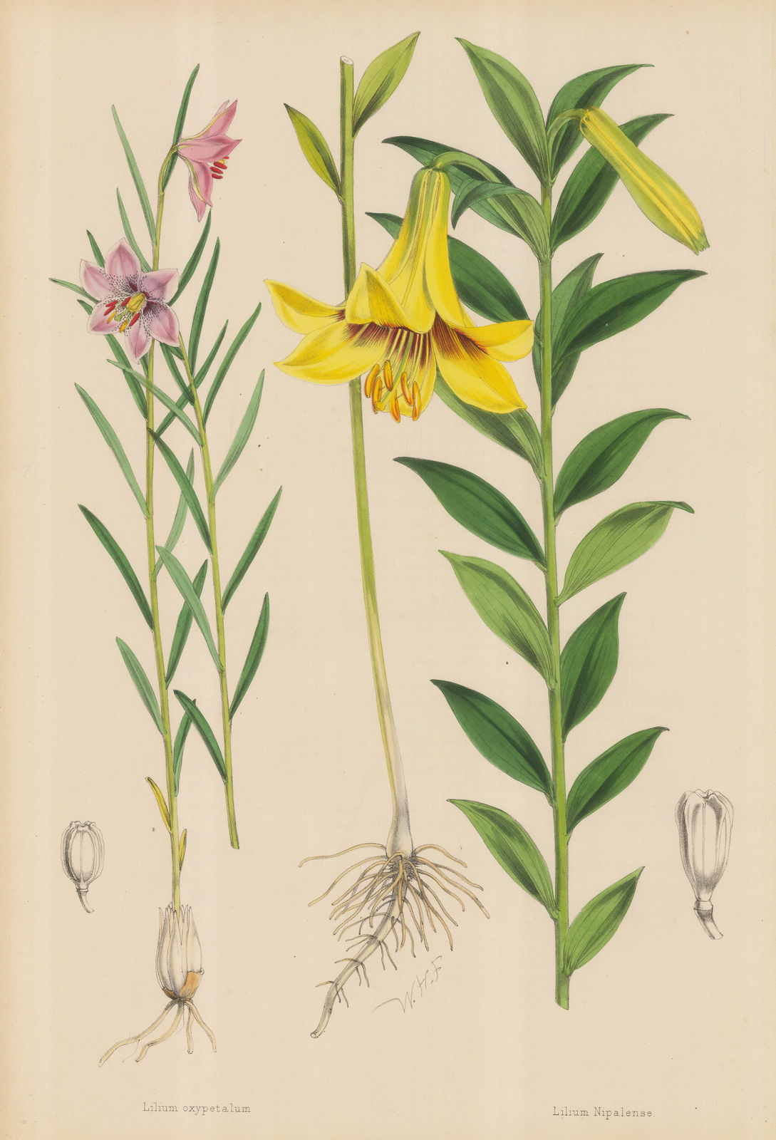 Walter Hood Fitch, Lily, 1880 c.