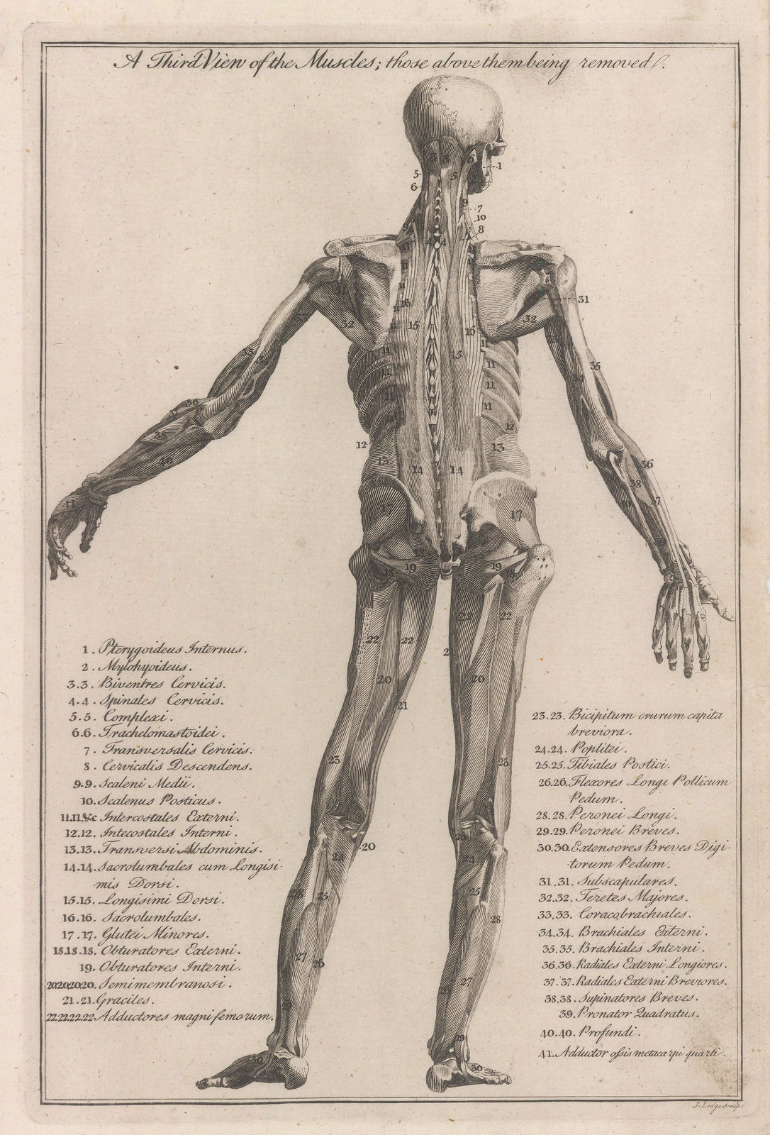 Dr George Motherby, Anatomy - Myology, 1775
