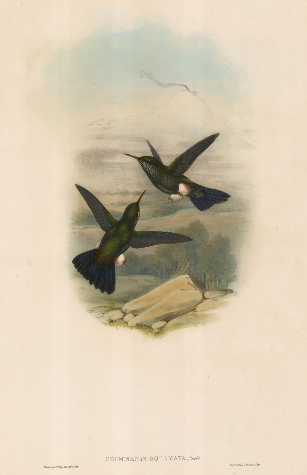 John Gould, Hummingbird - Scaly Puff-leg Hummingbird, 1861