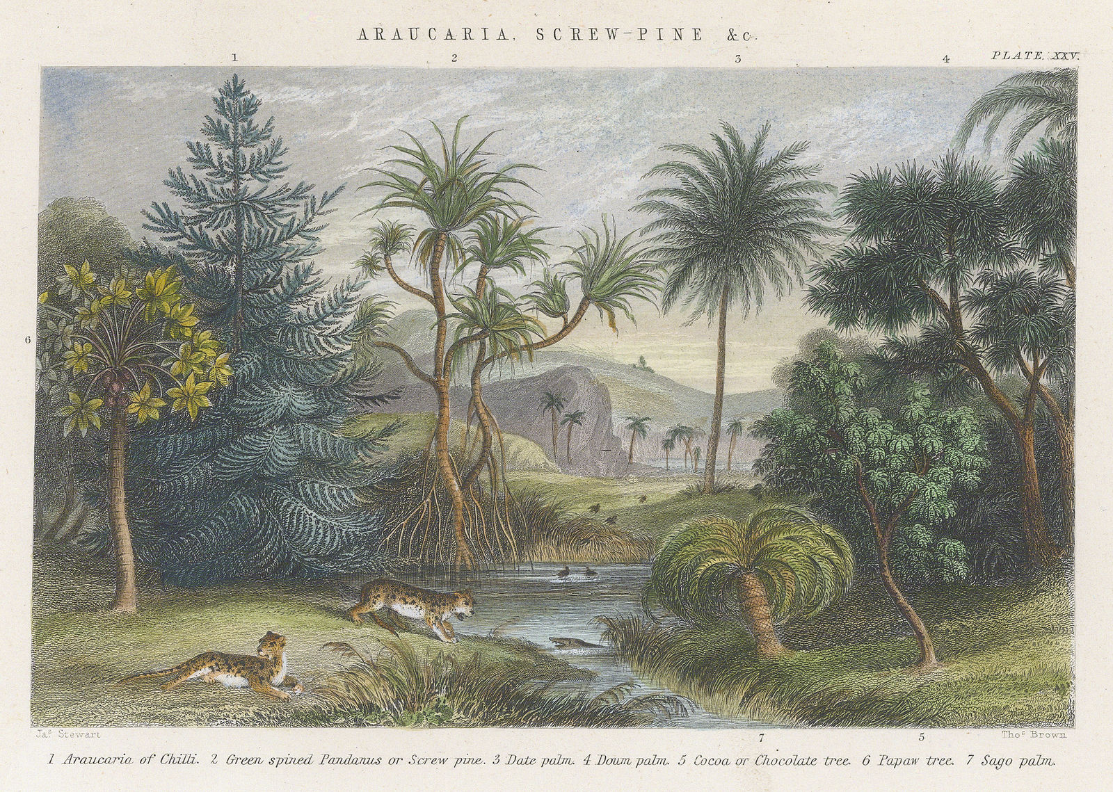 William Rhind, Palm and Pine trees, 1855