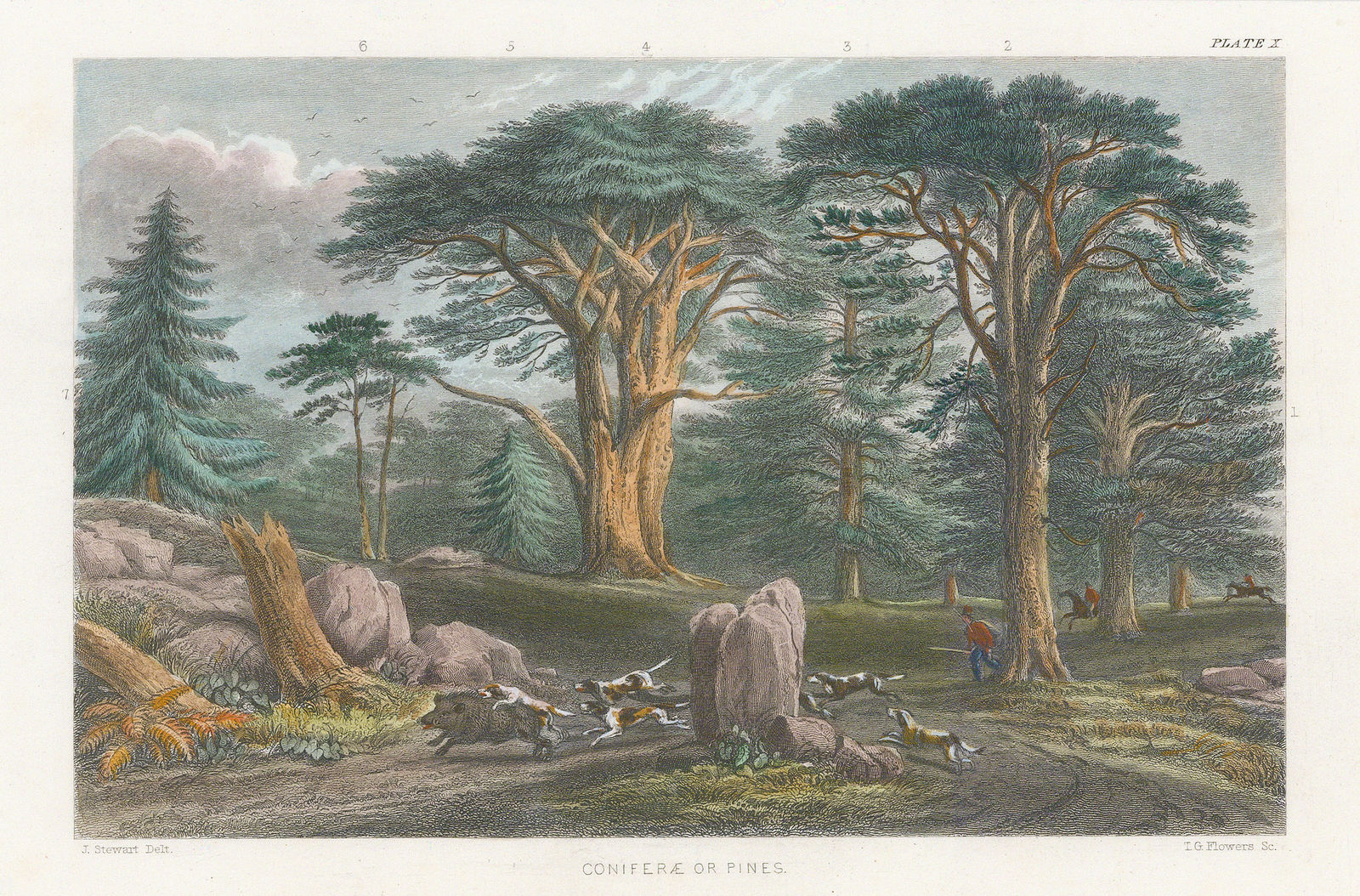 William Rhind, Conifers and Pines, 1855