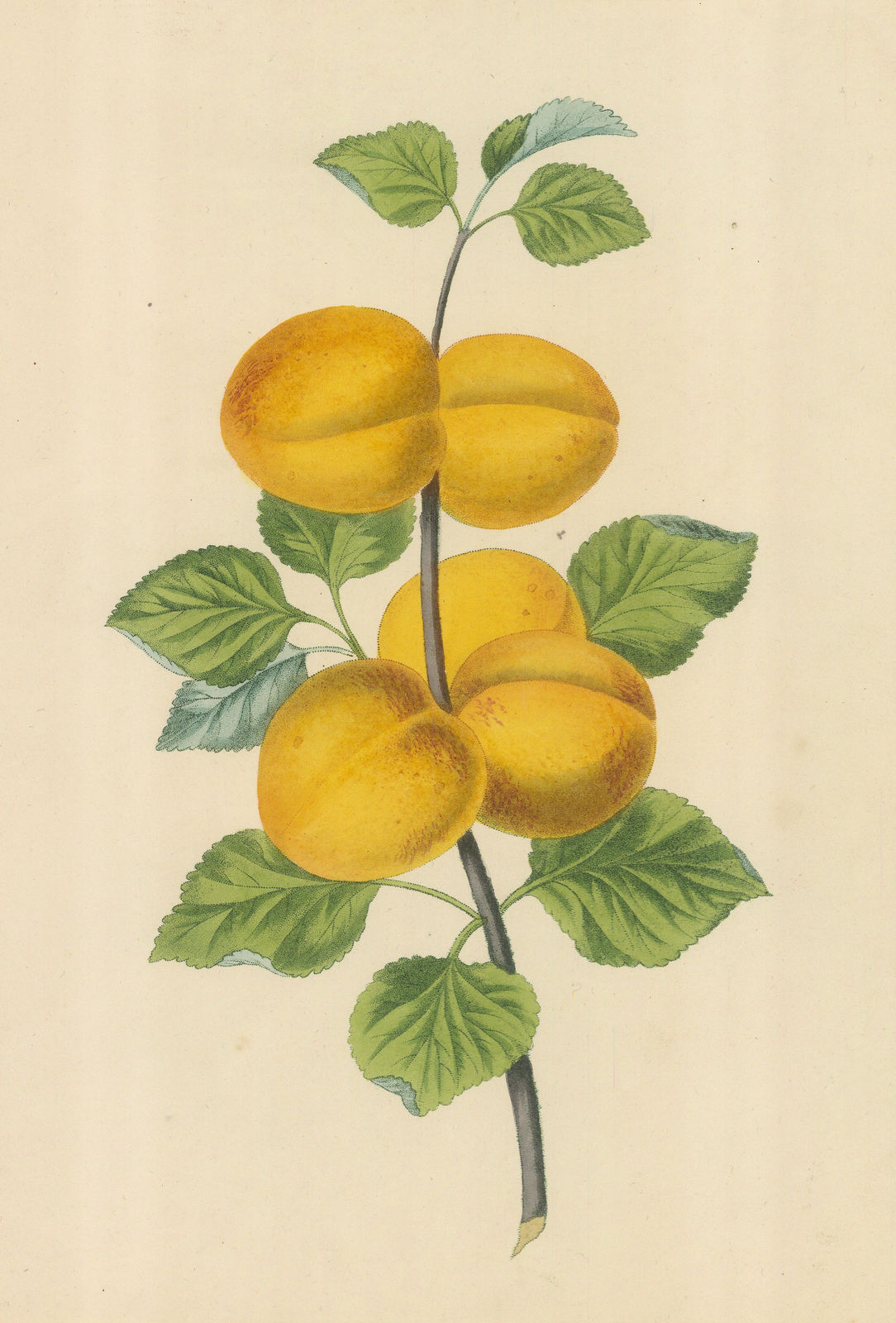 George Brookshaw, Plum - Yellow plums, 1817 c.