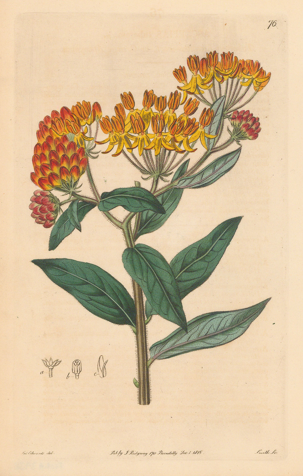 Botanical Register, Butterfly weed, 1815