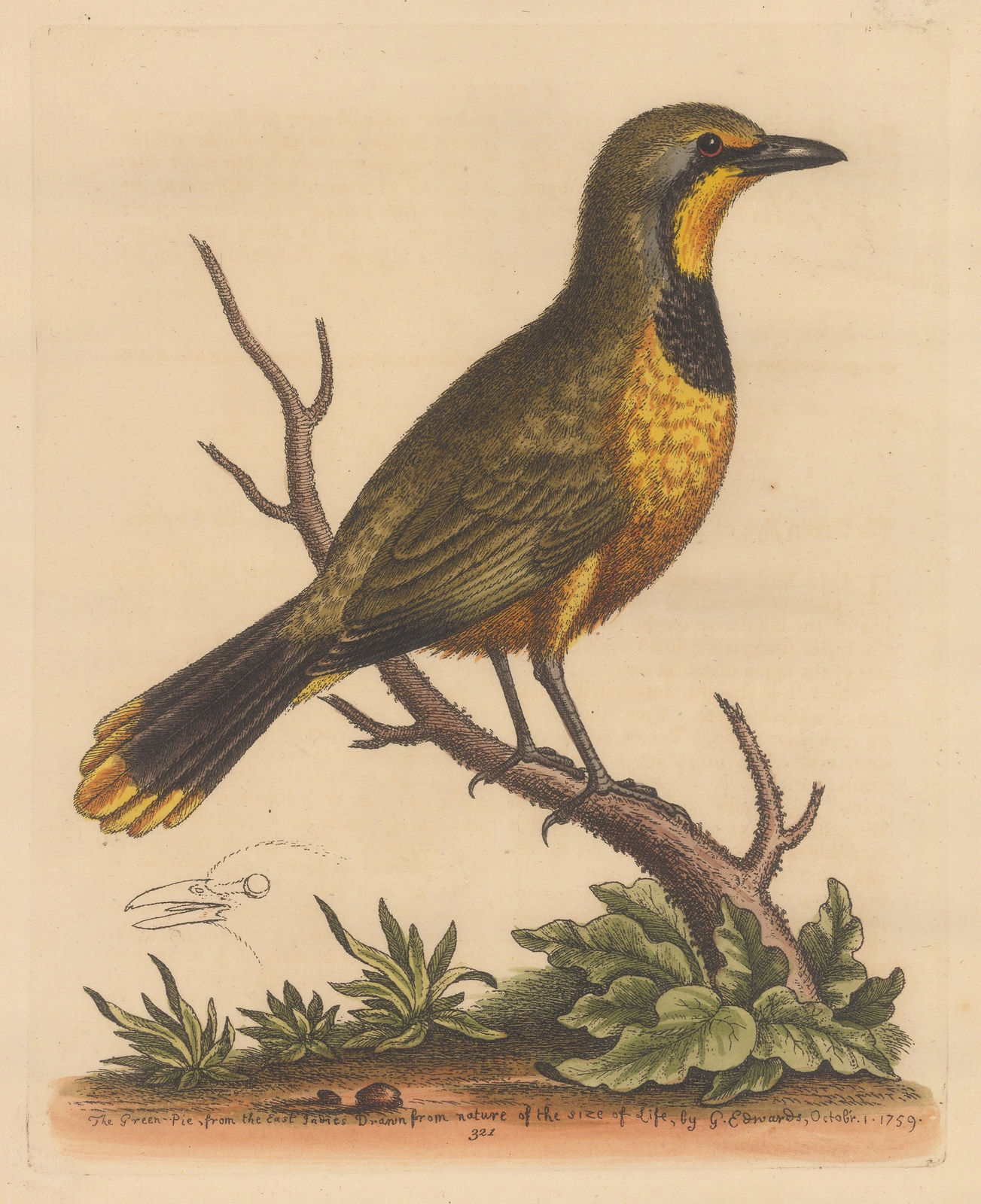 George Edwards, Pye - Green Pye, 1764