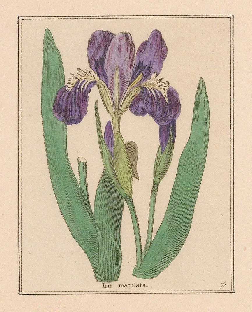 Benjamin Maund, Iris, 1832 c