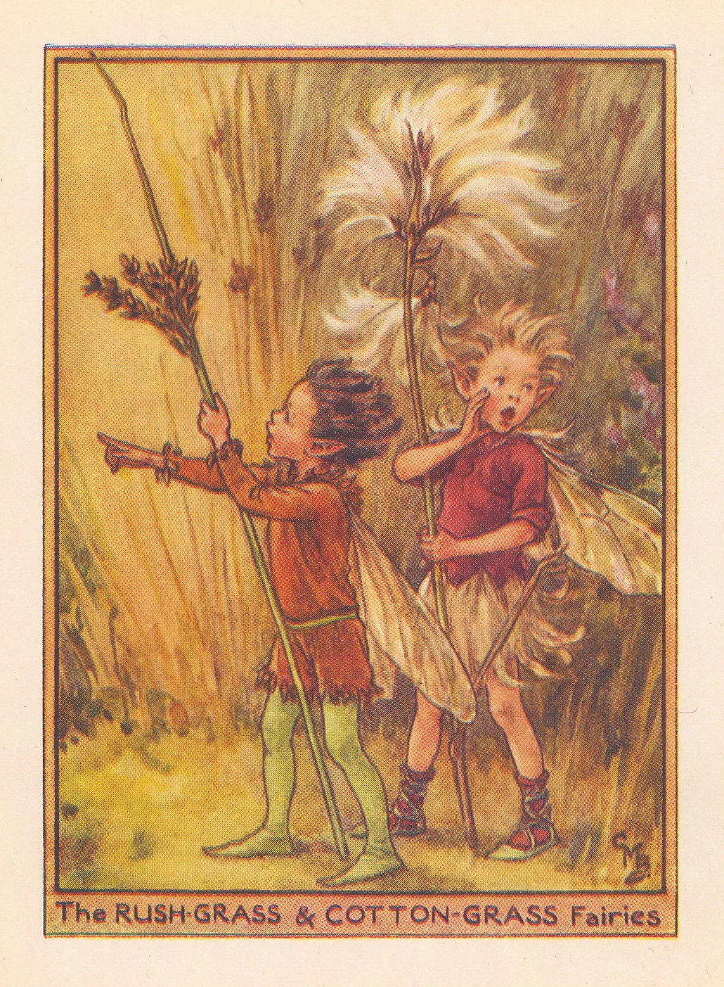 Cicely Mary Barker, Fairies - Rush-Grass and Cotton-Grass Fairies, 1948