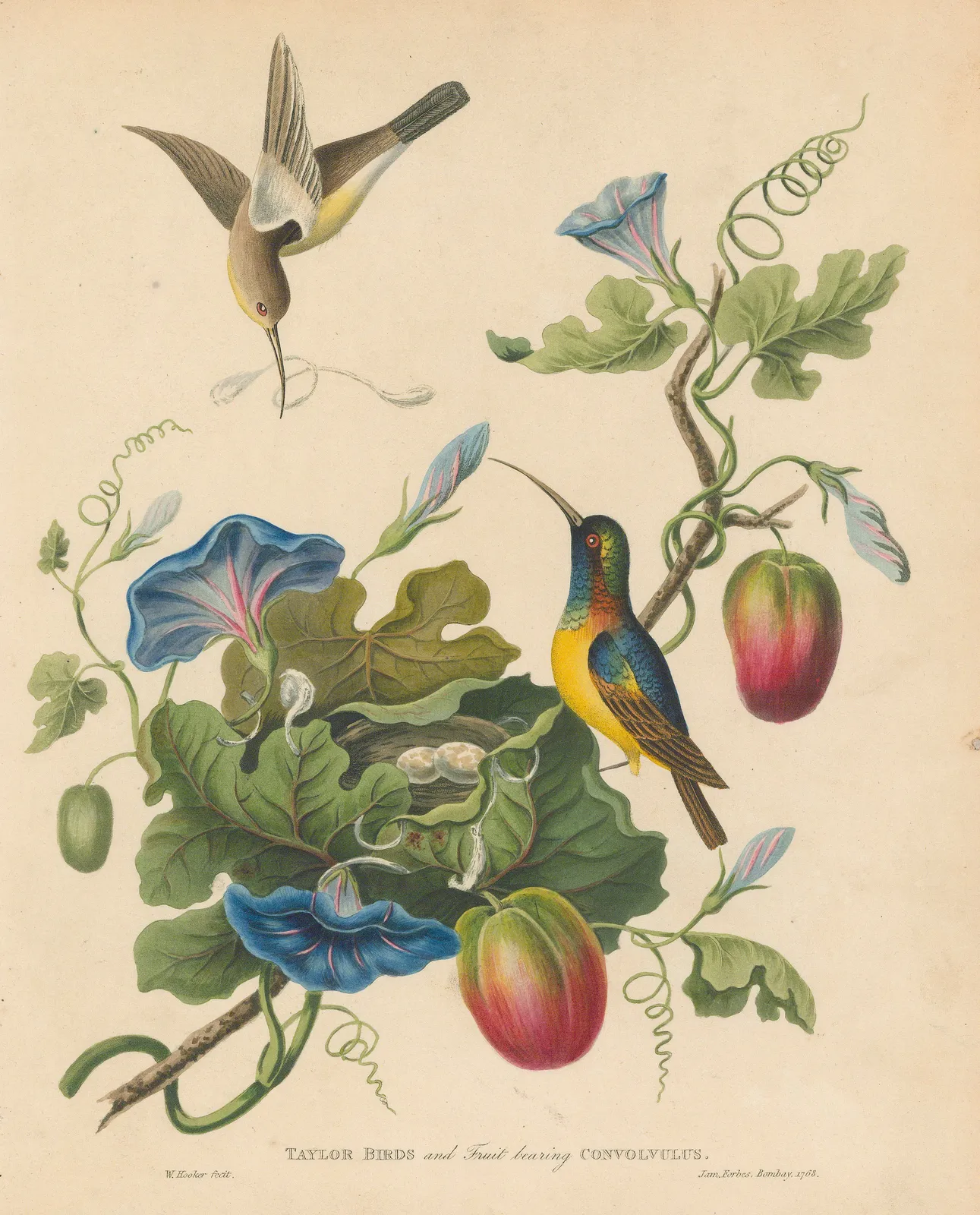 James Forbes, Tailorbirds and Convolvulus, 1813