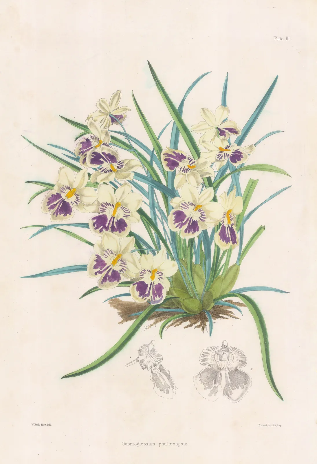 Walter Hood Fitch, Orchid, 1884