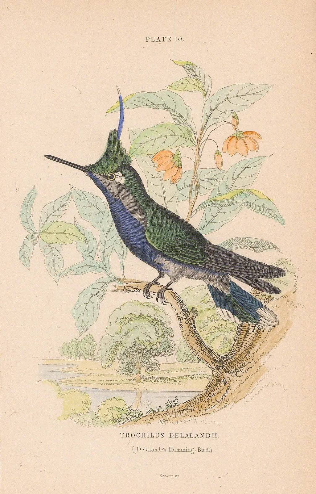 Sir William Jardine, Hummingbird - Delalande's Hummingbird, 1833