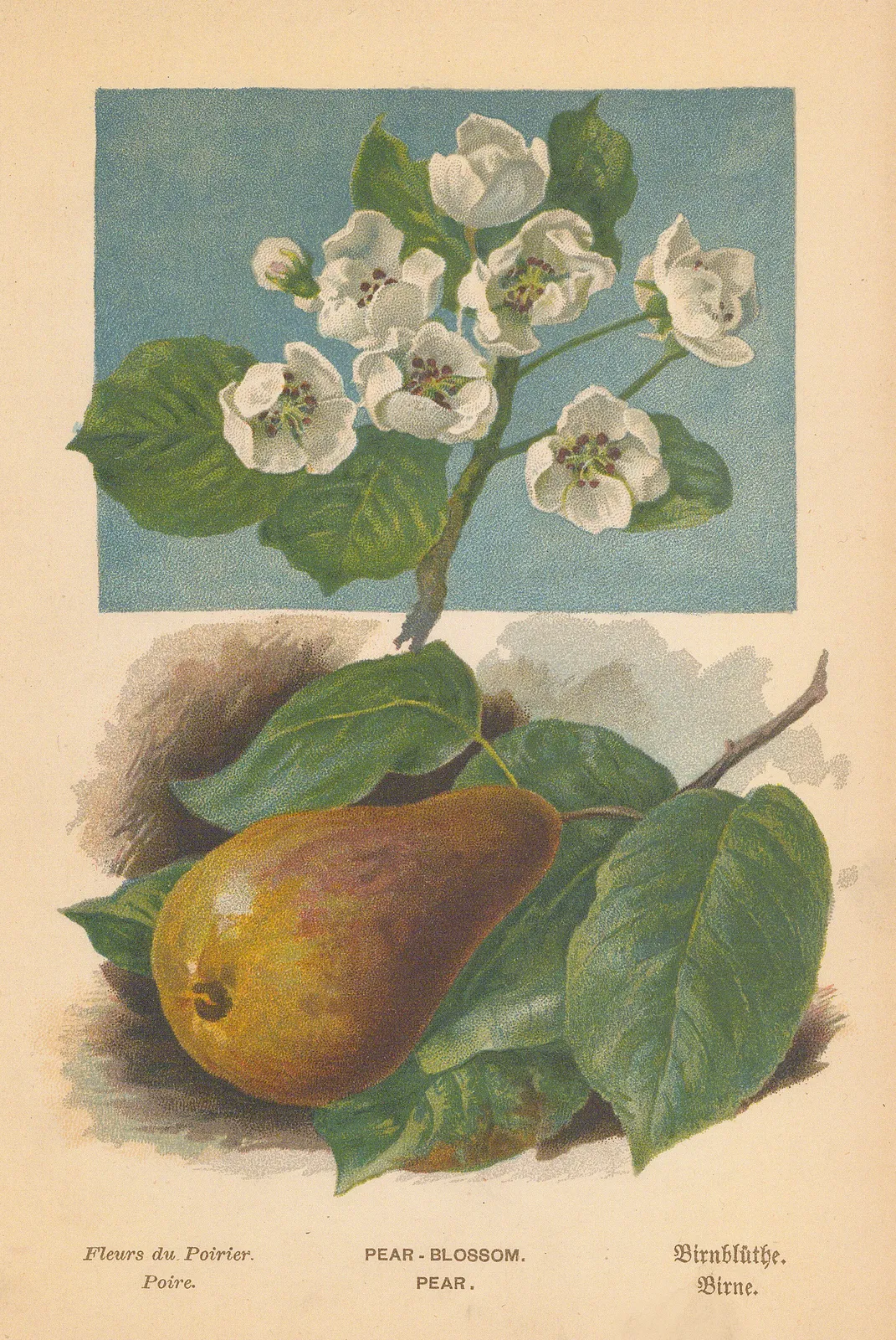 George Boulger, Pear, 1875