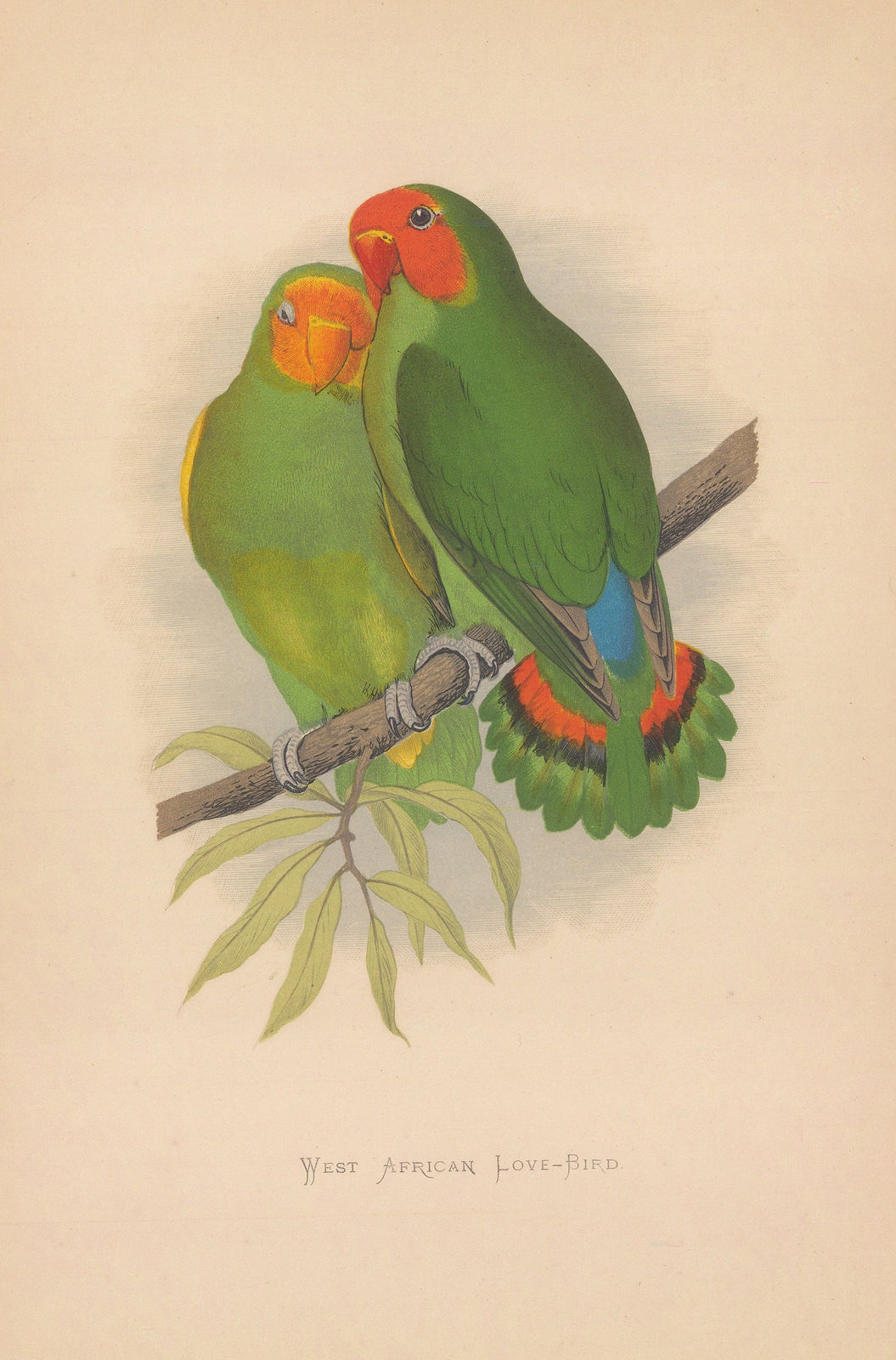 William Thomas Greene, Love Bird - Red faced Love Birds, 1884