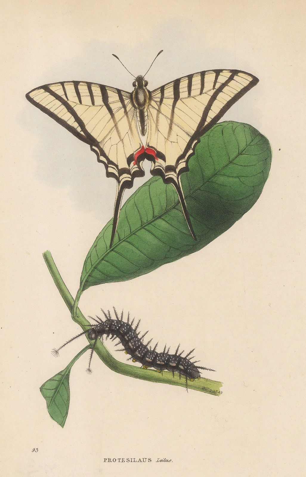 William Swainson, Butterflies - Brazilian Swallow-tail Butterfly, 1833